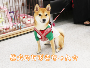 卒業生が愛犬と遊びに来てくれました♪